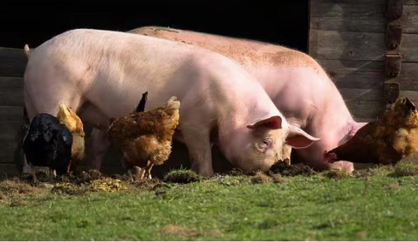 为什么猪每天吃草,还能长这么肥? - 壹忧舍