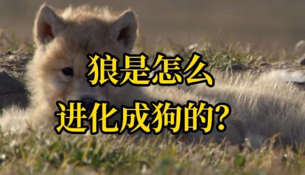 人类是如何把狼变成狗的? - 壹忧舍