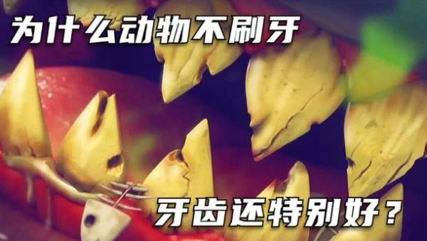 为什么动物不刷牙,牙齿很健康,而人类却不行? - 壹忧舍