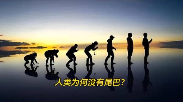 为什么动物基本都有尾巴,而人类却没有尾巴? - 壹忧舍
