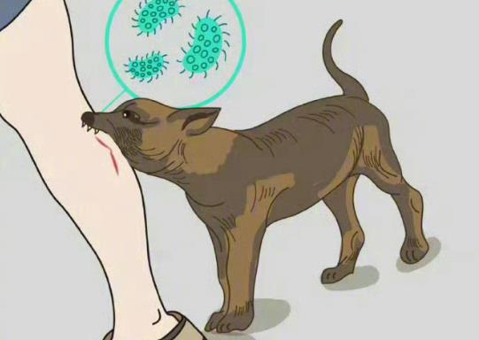 狂犬病毒为什么死亡率这么高? - 壹忧舍