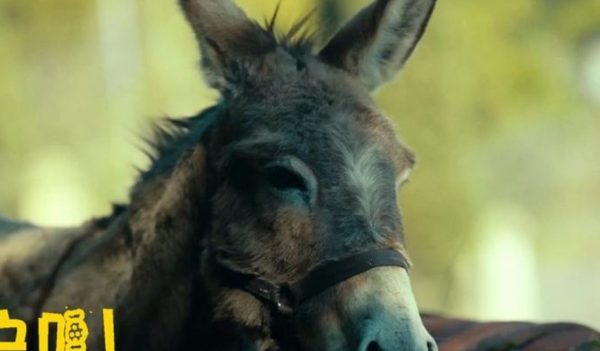当会飞的驴撕裂荒诞现实:论电影《会飞的驴》的多重叙事 - 壹忧舍